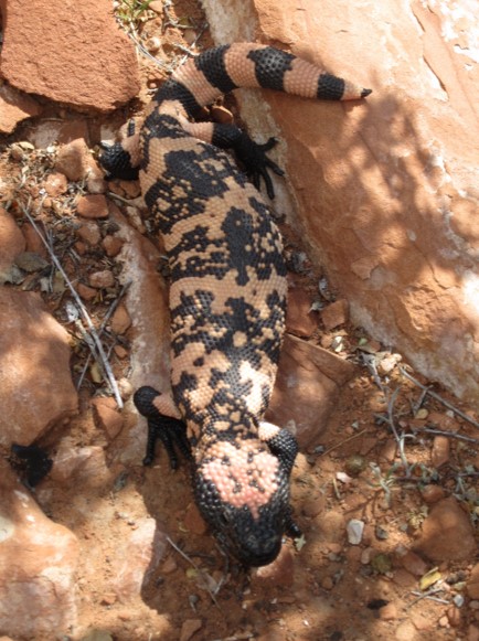 Gila monster