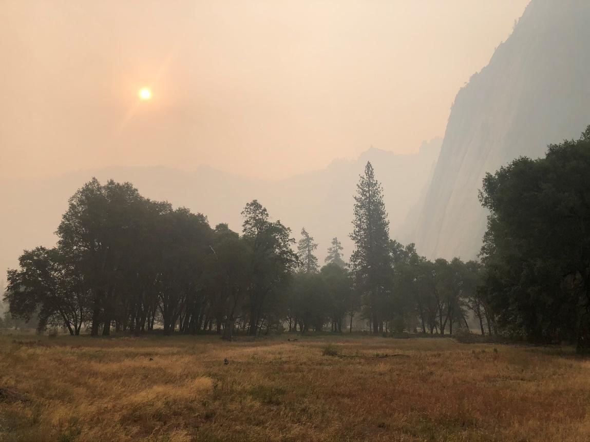 Forest - Yosemite