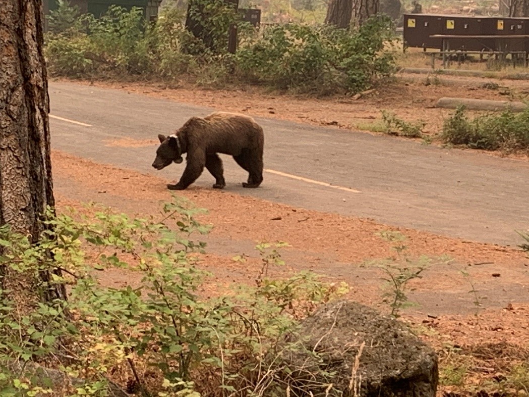 Yosemite Valley - bear